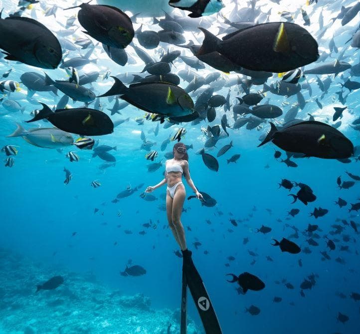 Kaafu Atoll Explore Package – Snorkeling, Island Visit, Sandbank Lunch & Dolphins
