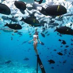 Kaafu Atoll Explore Package – Snorkeling, Island Visit, Sandbank Lunch & Dolphins 1