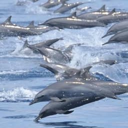 Kaafu Atoll Explore Package – Snorkeling, Island Visit, Sandbank Lunch & Dolphins 5