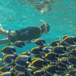 Kaafu Atoll Explore Package – Snorkeling, Island Visit, Sandbank Lunch & Dolphins 2