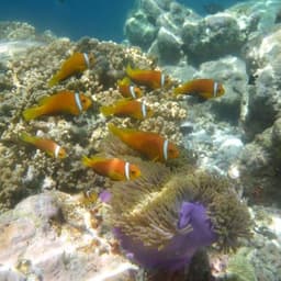 Kaafu Atoll Explore Package – Snorkeling, Island Visit, Sandbank Lunch & Dolphins 3