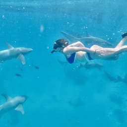 Nurse Shark Snorkeling & Stingray Encounter – Maldives Full-Day Adventure 5