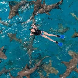 Nurse Shark Snorkeling & Stingray Encounter – Maldives Full-Day Adventure 2