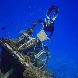 Shipwreck Snorkeling Adventure with Nurse Sharks, Dolphins & Sandbank Visit 1