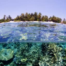 Snorkeling Adventure in the Maldives 2