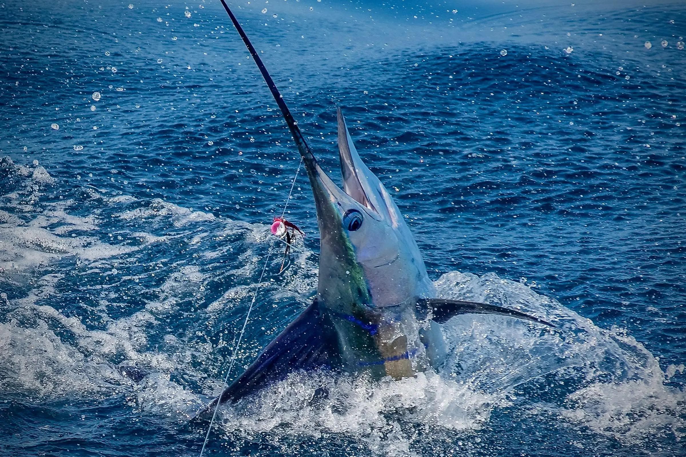 Sport Fishing Adventure in Maafushi – Reel in the Maldives’ Big Catch
