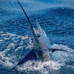 Sport Fishing Adventure in Maafushi – Reel in the Maldives’ Big Catch 1