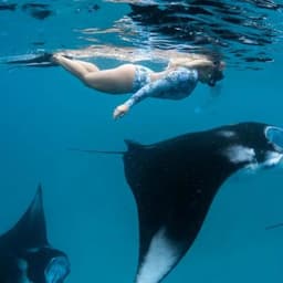 Whale Shark Watching Excursion in Maafushi, Maldives 2