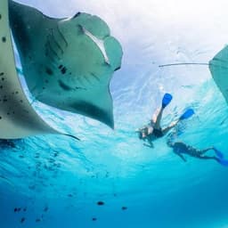 Whale Shark Watching Excursion in Maafushi, Maldives 4