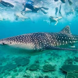 Whale Shark Watching Excursion in Maafushi, Maldives 5