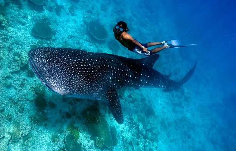 Whale Shark Watching Excursion in Maafushi, Maldives