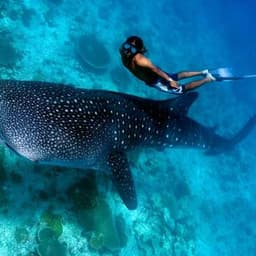 Whale Shark Watching Excursion in Maafushi, Maldives 1