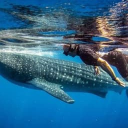 Whale Shark Watching Excursion in Maafushi, Maldives 3