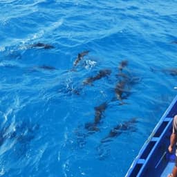 Sunset Dolphin Watching Tour in Himmafushi North Malé Atoll 4