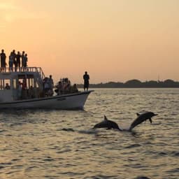 Sunset Dolphin Watching Tour in Himmafushi North Malé Atoll 5