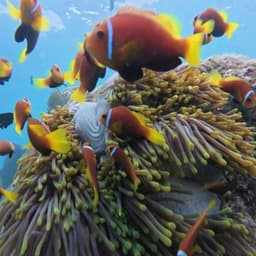 Coral Garden Snorkeling Safari Maldives – Turtle & Reef Snorkeling Tour  5