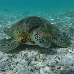 Coral Garden Snorkeling Safari Maldives – Turtle & Reef Snorkeling Tour  4