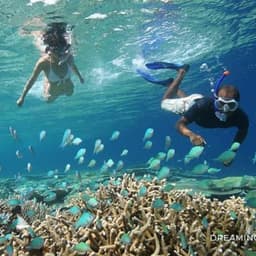 Coral Garden Snorkeling Safari Maldives – Turtle & Reef Snorkeling Tour  3