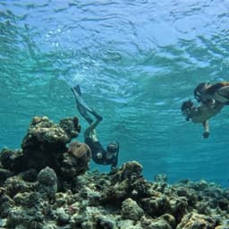Coral Garden Snorkeling Safari Maldives – Turtle & Reef Snorkeling Tour  2