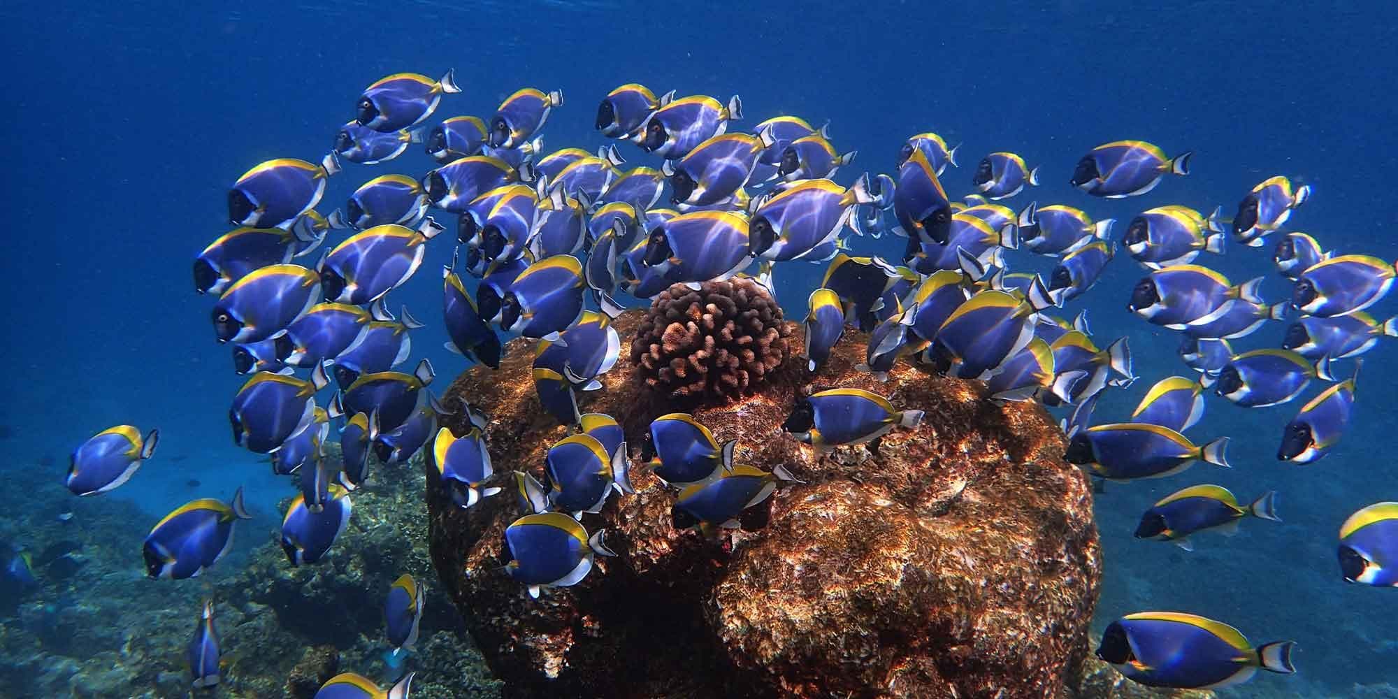 Coral Garden Snorkeling Safari Maldives – Turtle & Reef Snorkeling Tour 
