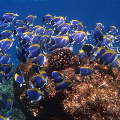 Coral Garden Snorkeling Safari Maldives – Turtle & Reef Snorkeling Tour 