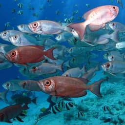 Fish Tank & Reef Shark Snorkeling Safari in Himmafushi Maldives 5