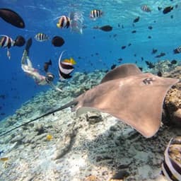 Fish Tank & Reef Shark Snorkeling Safari in Himmafushi Maldives 2