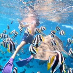 Fish Tank & Reef Shark Snorkeling Safari in Himmafushi Maldives 4