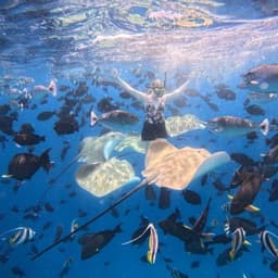 Fish Tank & Reef Shark Snorkeling Safari in Himmafushi Maldives 3