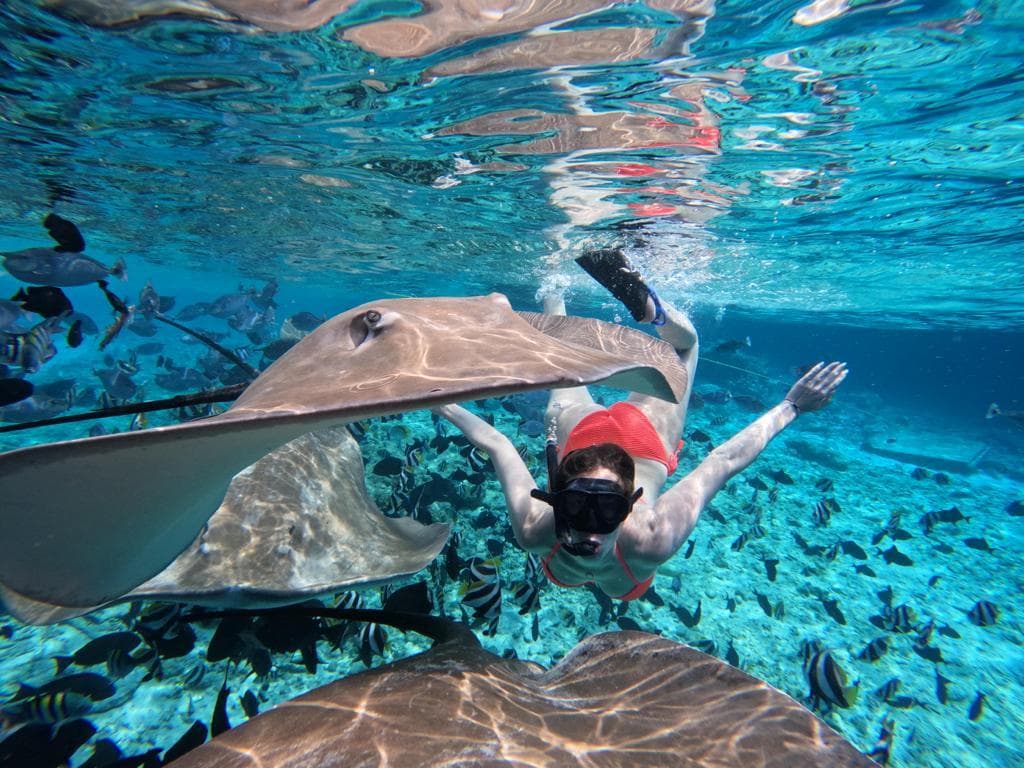 Fish Tank & Reef Shark Snorkeling Safari in Himmafushi Maldives