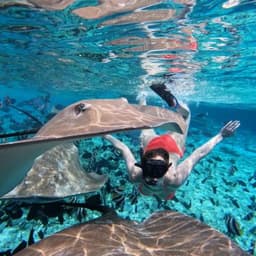 Fish Tank & Reef Shark Snorkeling Safari in Himmafushi Maldives 1