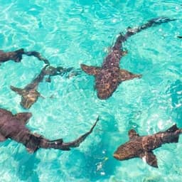 Nurse Shark Snorkeling Tour from Himmafushi Maldives 3