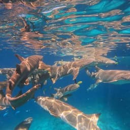 Nurse Shark Snorkeling Tour from Himmafushi Maldives 4