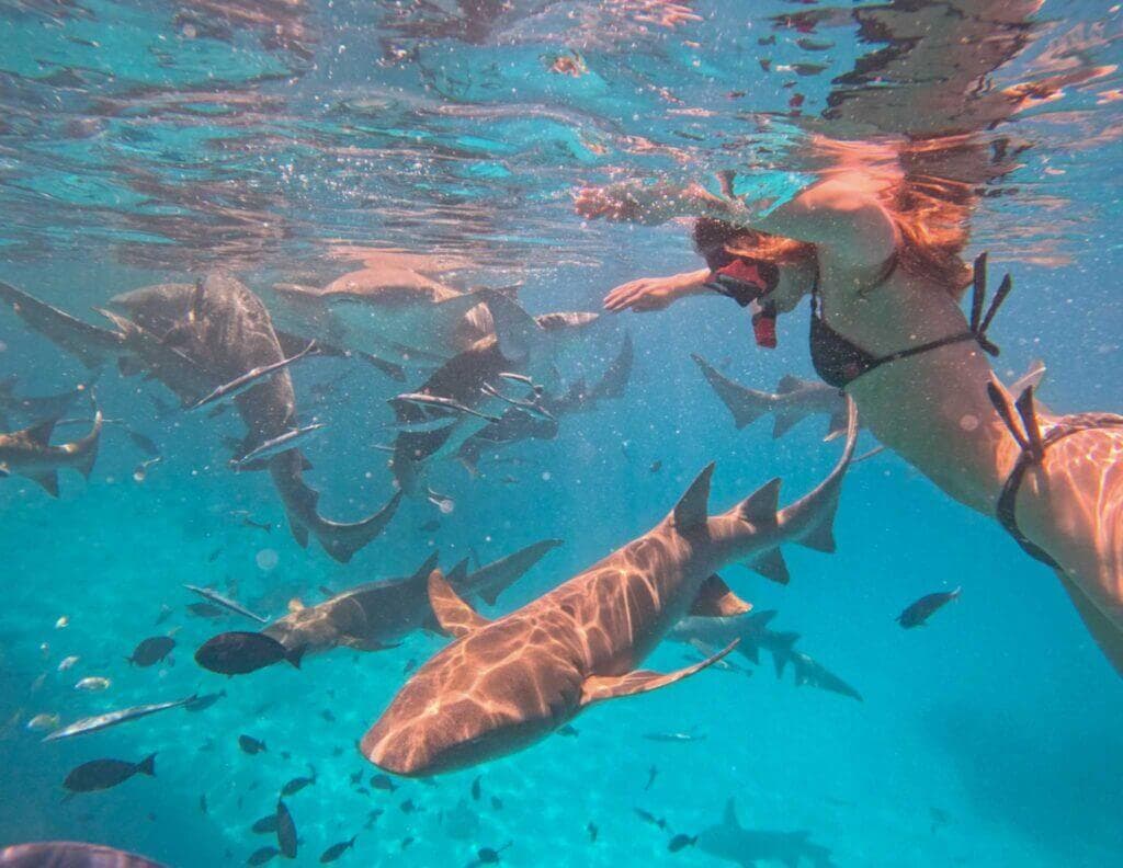 Nurse Shark Snorkeling Tour from Himmafushi Maldives
