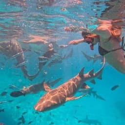 Nurse Shark Snorkeling Tour from Himmafushi Maldives 1