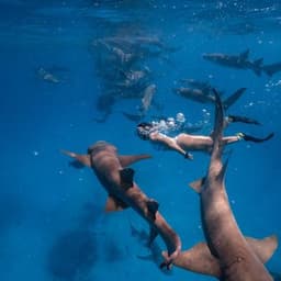 Nurse Shark Snorkeling Tour from Himmafushi Maldives 2