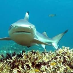 Hulhumale: 3 Hour Snorkeling Safari – Explore Kurumba Reef & Fishtank Adventure 6