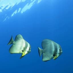 Hulhumale: 3 Hour Snorkeling Safari – Explore Kurumba Reef & Fishtank Adventure 5