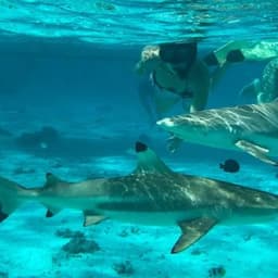 Hulhumale: 3 Hour Snorkeling Safari – Explore Kurumba Reef & Fishtank Adventure 2