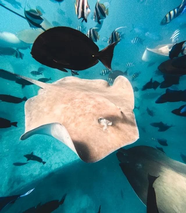 Hulhumale: 3 Hour Snorkeling Safari – Explore Kurumba Reef & Fishtank Adventure