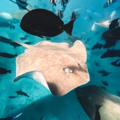 Hulhumale: 3 Hour Snorkeling Safari – Explore Kurumba Reef & Fishtank Adventure