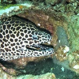 Hulhumale: 3 Hour Snorkeling Safari – Explore Kurumba Reef & Fishtank Adventure 4