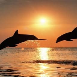 Hulhumale: 3 Hour Sunset & Dolphins: An Unforgettable Cruise Experience! 1