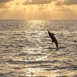 Hulhumale: 3 Hour Sunset & Dolphins: An Unforgettable Cruise Experience! 2