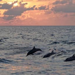 Hulhumale: 3 Hour Sunset & Dolphins: An Unforgettable Cruise Experience! 4