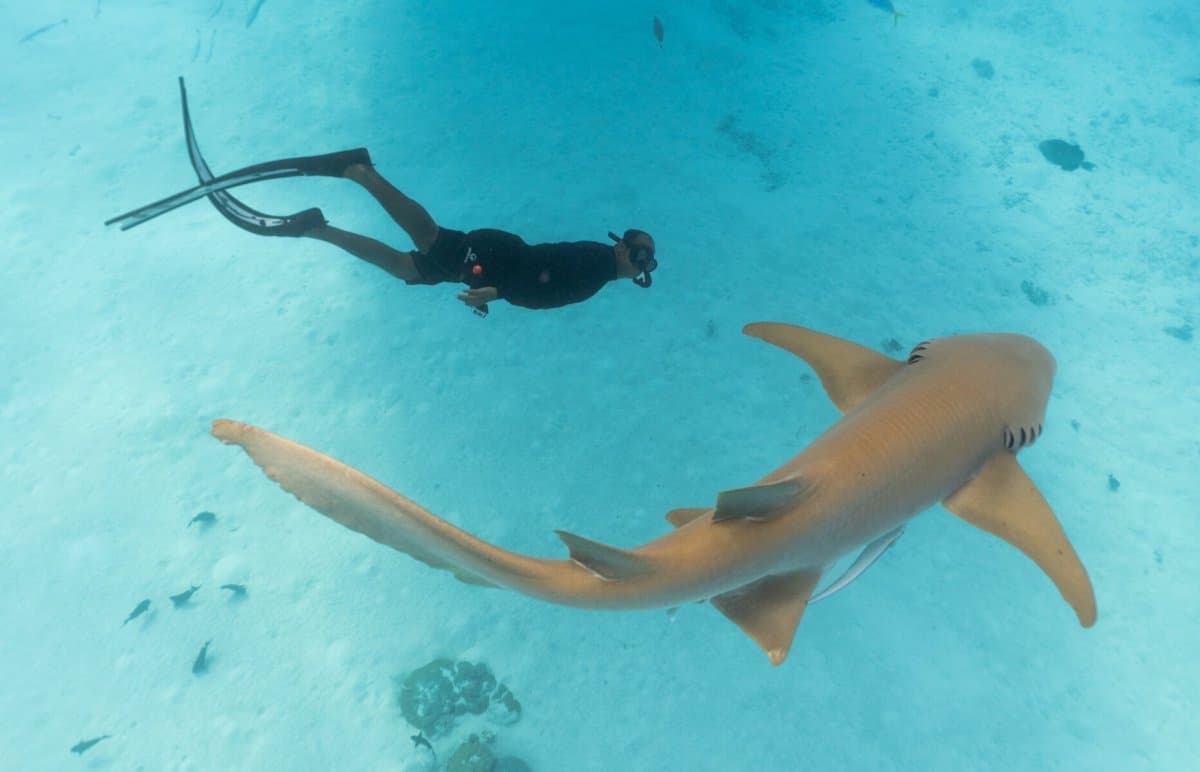 Swimming With Sharks in the Maldives (And Why It's Totally Safe)