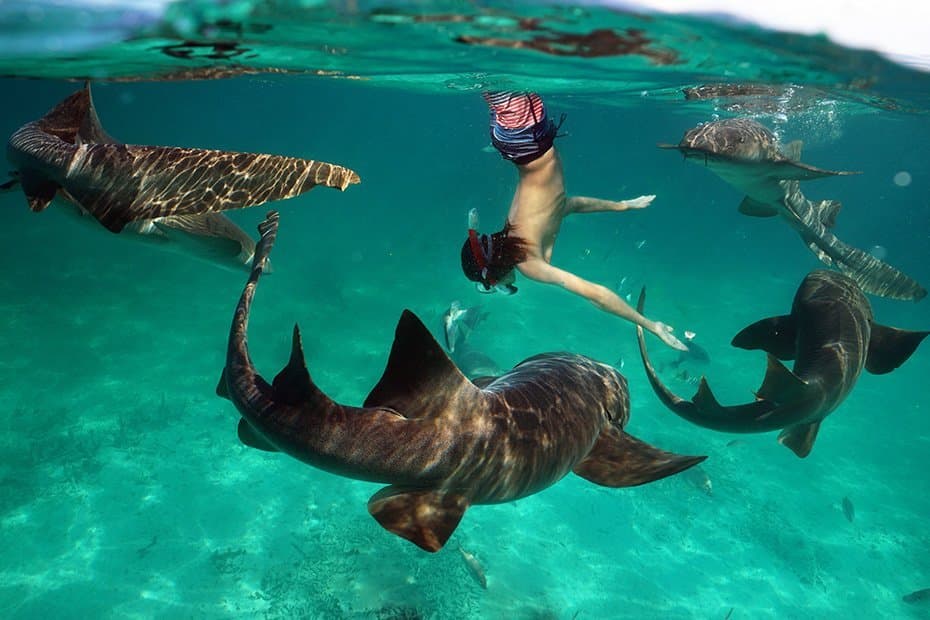 Nurse Shark Private Snorkeling Charter, Maldives Speedboat Tour