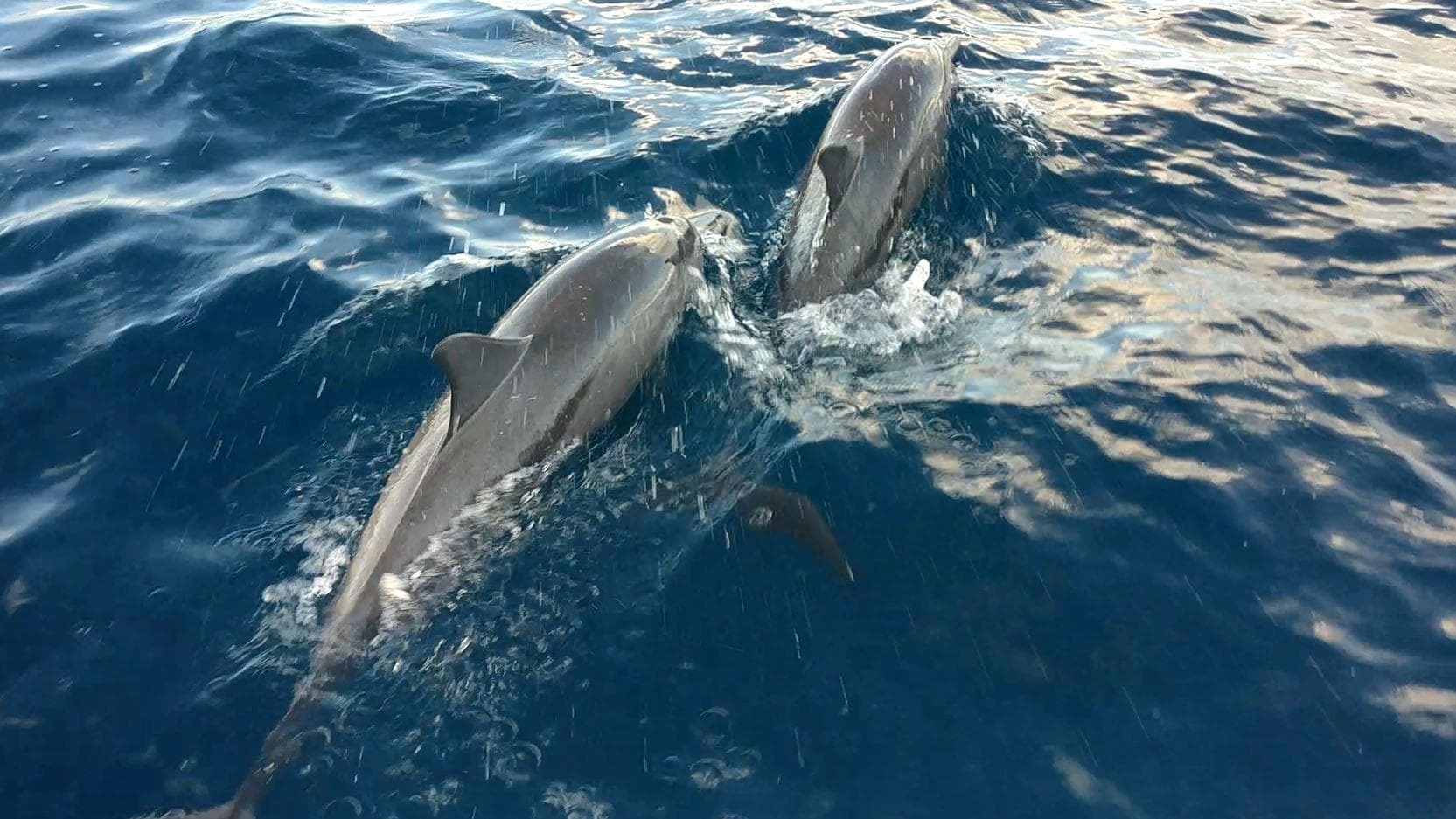 Malé: 2 Hour Sunset & Dolphins: An Unforgettable Cruise Experience!