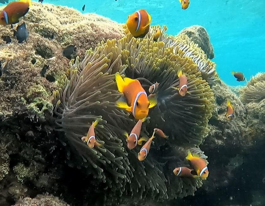 Full Day Island Hopping & Snorkeling Adventure