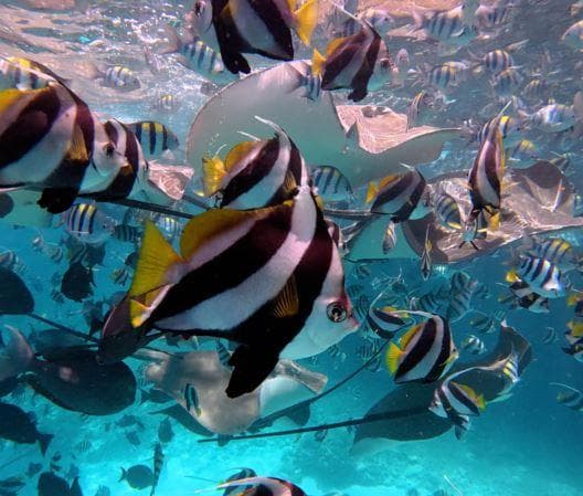 Fishtank Snorkeling Adventure – Shipwrecks, Sandbanks & Gulhi Island